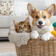 How To Choose Pet Toys That Pets Actually Love